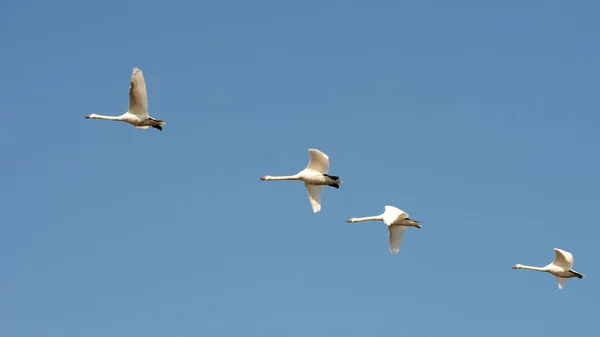 Cigno. — Foto Stock