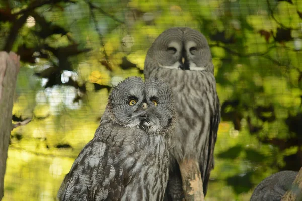 Owl. — Stock Photo, Image