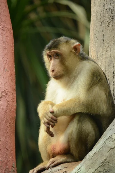 Macaco. — Fotografia de Stock