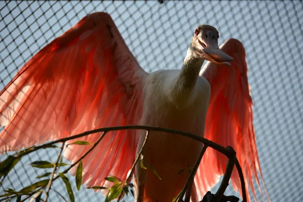 Birds. — Stock Photo, Image