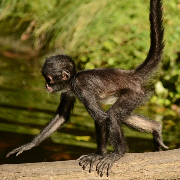 Monkey — Stock Photo, Image