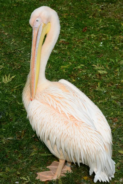 Aves. — Fotografia de Stock