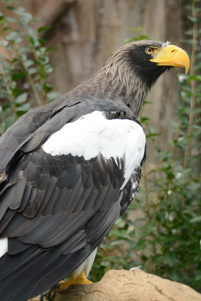 Águila. —  Fotos de Stock