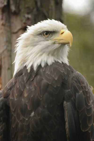 Eagle. — Stock Photo, Image