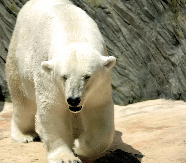 Polar bear. — Stock Photo, Image