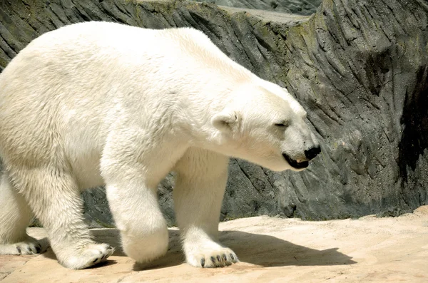 Polar bear. — Stock Photo, Image