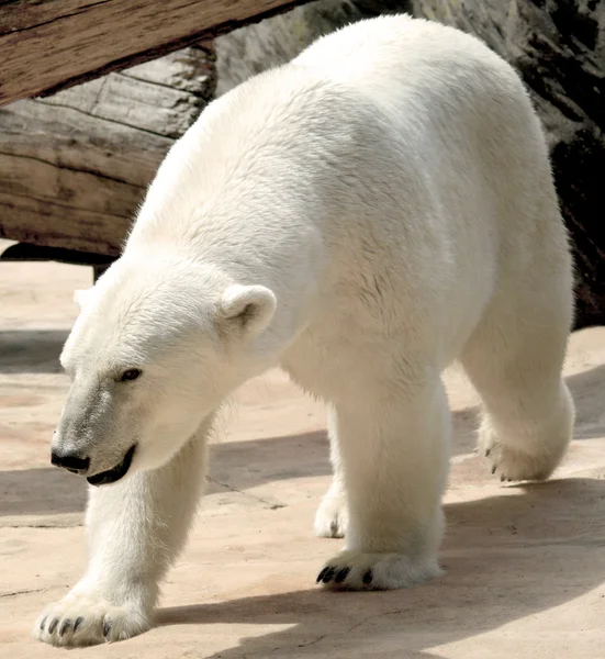 Kutup ayısı. — Zdjęcie stockowe