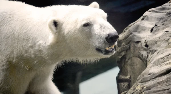 Polar bear. — Stock Photo, Image