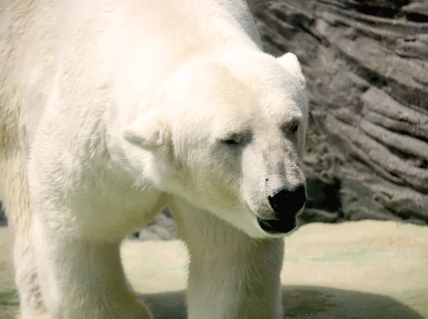 Oso polar . —  Fotos de Stock