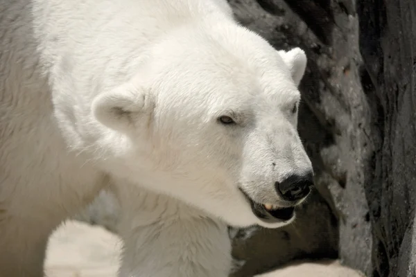 Oso polar . — Foto de Stock