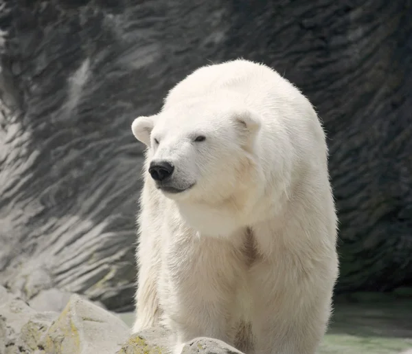 Polar bear. — Stock Photo, Image