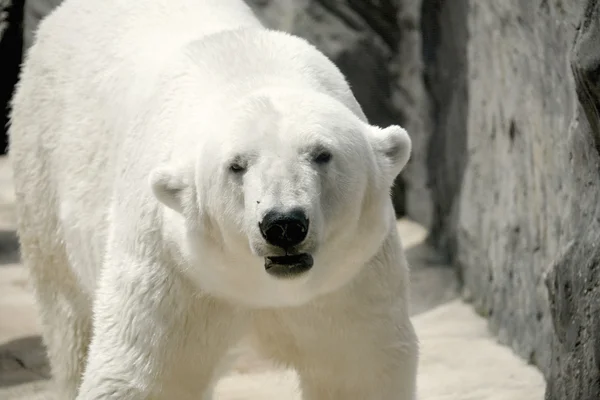 Polar bear. — Stock Photo, Image