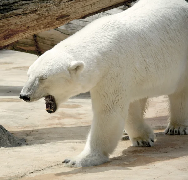 Oso polar . —  Fotos de Stock