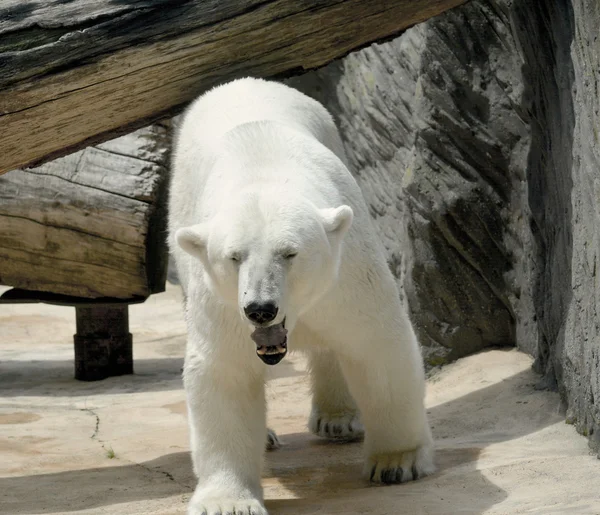 Polar bear. — Stock Photo, Image