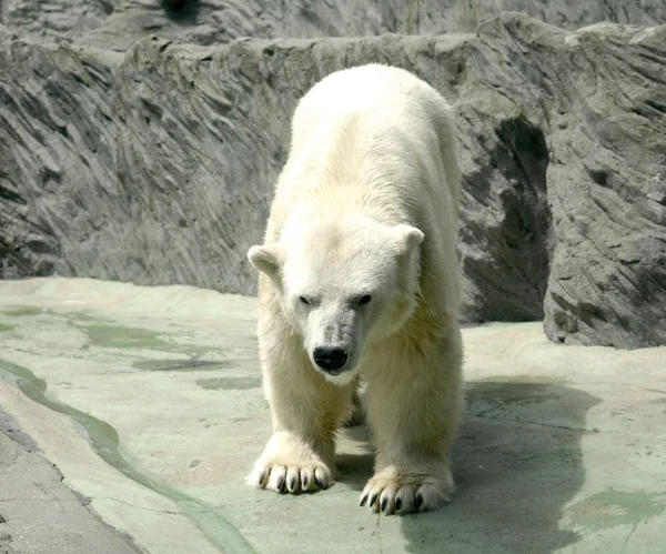 Πολική αρκούδα. — Φωτογραφία Αρχείου