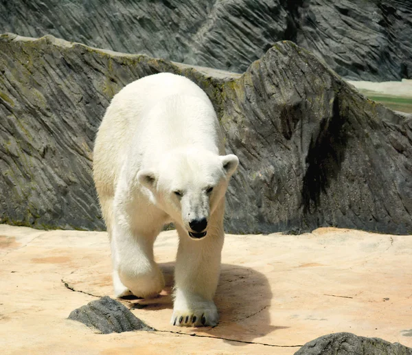 Polar bear. — Stock Photo, Image