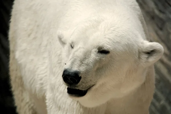 Белый медведь . — стоковое фото