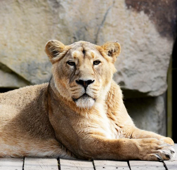 Dieren — Stockfoto