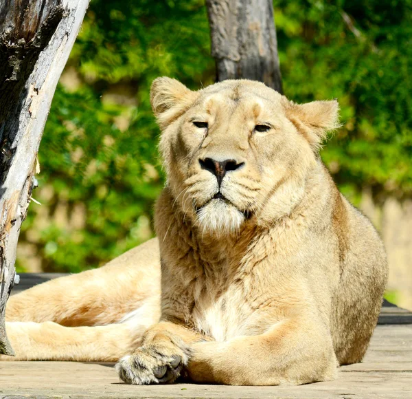 Tiere — Stockfoto