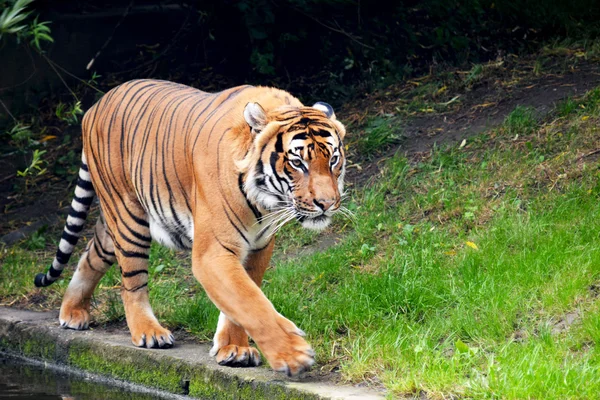 Dieren — Stockfoto