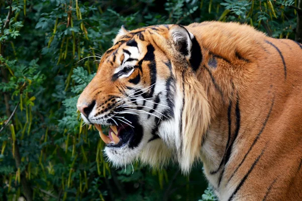 Animais — Fotografia de Stock