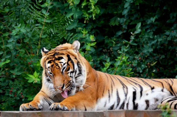 Animais — Fotografia de Stock