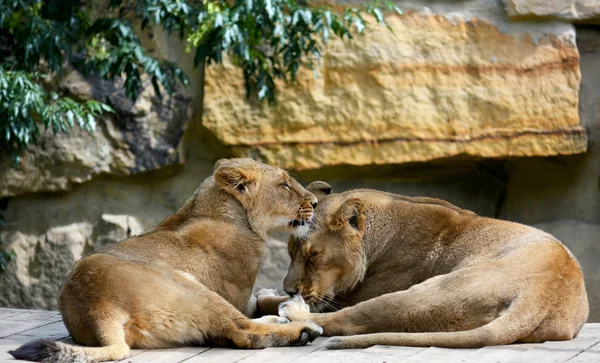 Tiere — Stockfoto