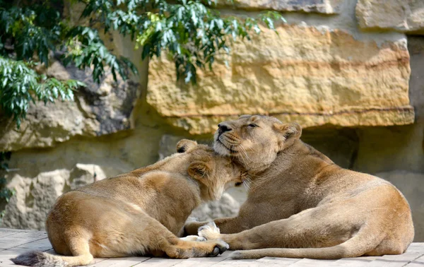 Tiere — Stockfoto