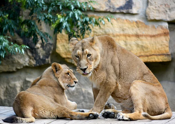 Tiere — Stockfoto