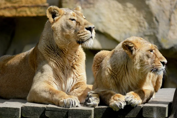 Dieren — Stockfoto