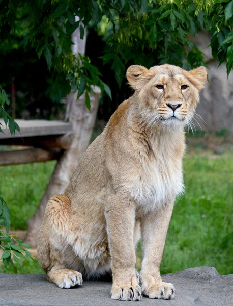 Dieren — Stockfoto