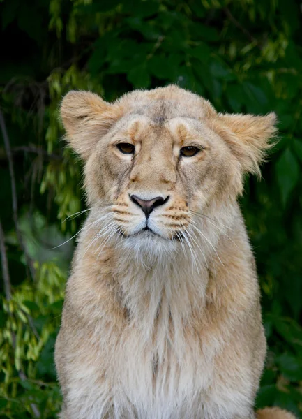 Animales — Foto de Stock