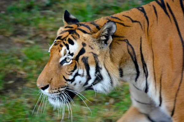 Dieren — Stockfoto