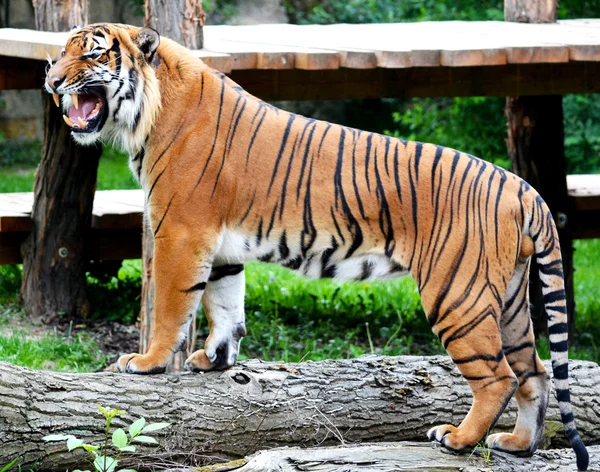 Dieren — Stockfoto