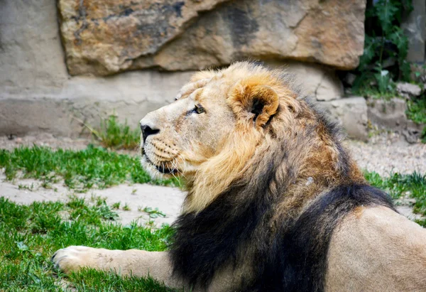 Dieren — Stockfoto