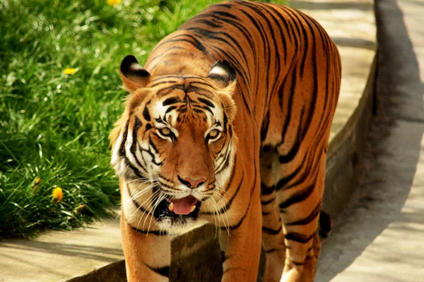 Dieren — Stockfoto