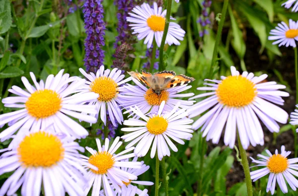 Blommor — Stockfoto