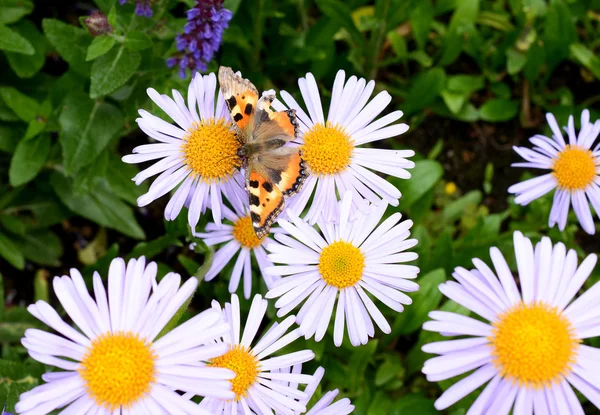 Blommor — Stockfoto