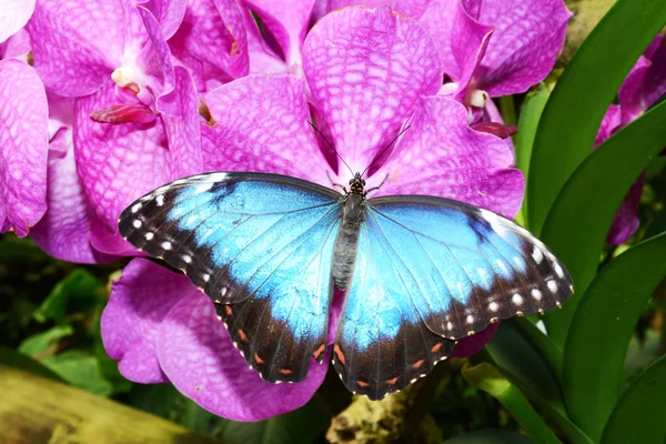 Bellezza — Foto Stock