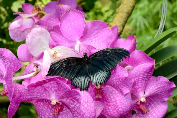 Beleza — Fotografia de Stock