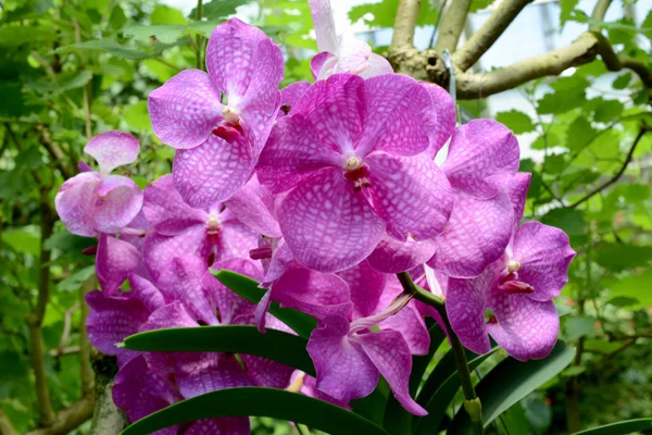 Flowers — Stock Photo, Image