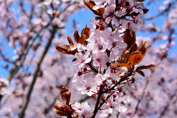 Blommor — Stockfoto