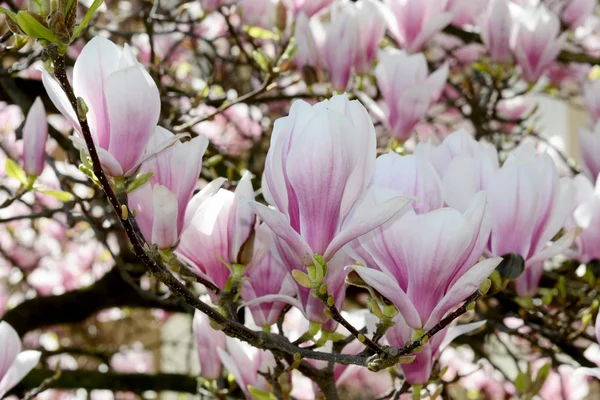 Flowers — Stock Photo, Image