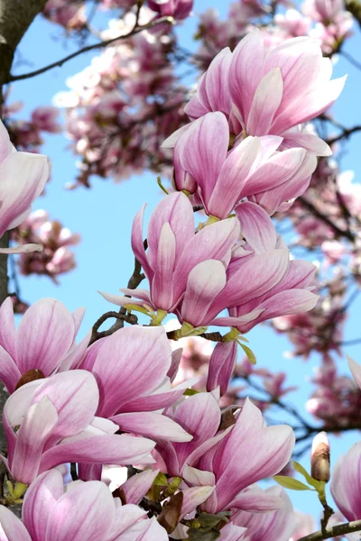 Flowers — Stock Photo, Image