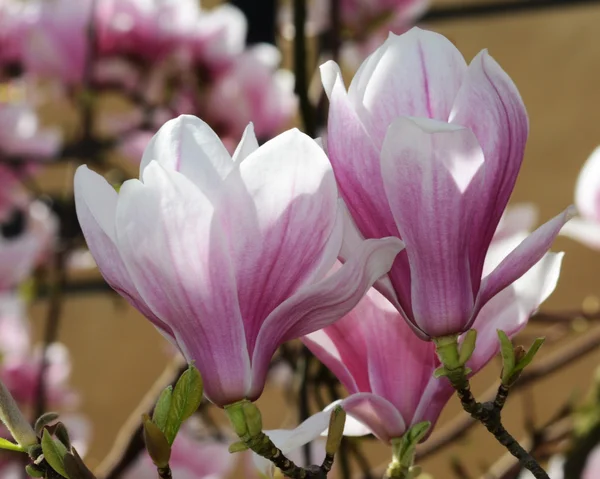 Blumen — Stockfoto