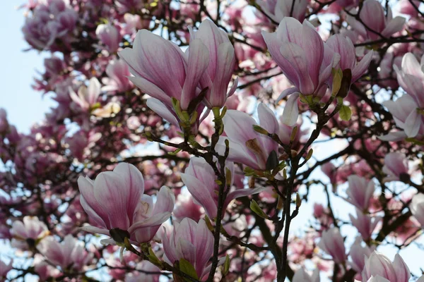 Flowers — Stock Photo, Image