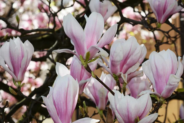 Blumen — Stockfoto