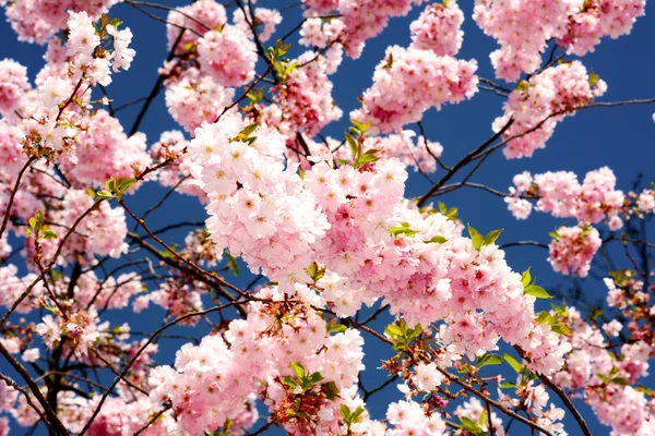 Sakura — Stockfoto