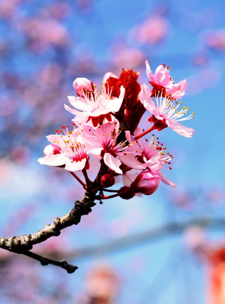 Sakura.