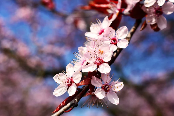 Sakura.